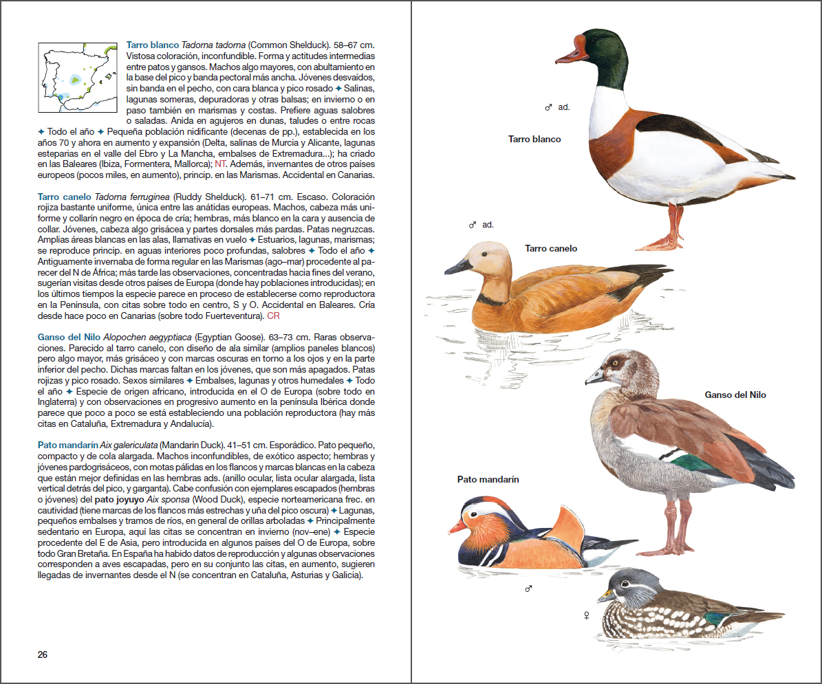 Sample page of Aves de España Aves de España sample page